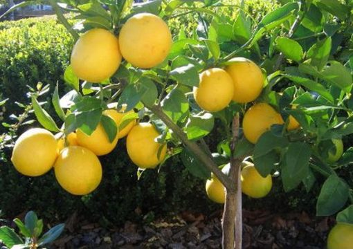 amefurashi bibit benih seed buah jeruk lemon import Kota Administrasi Jakarta Timur