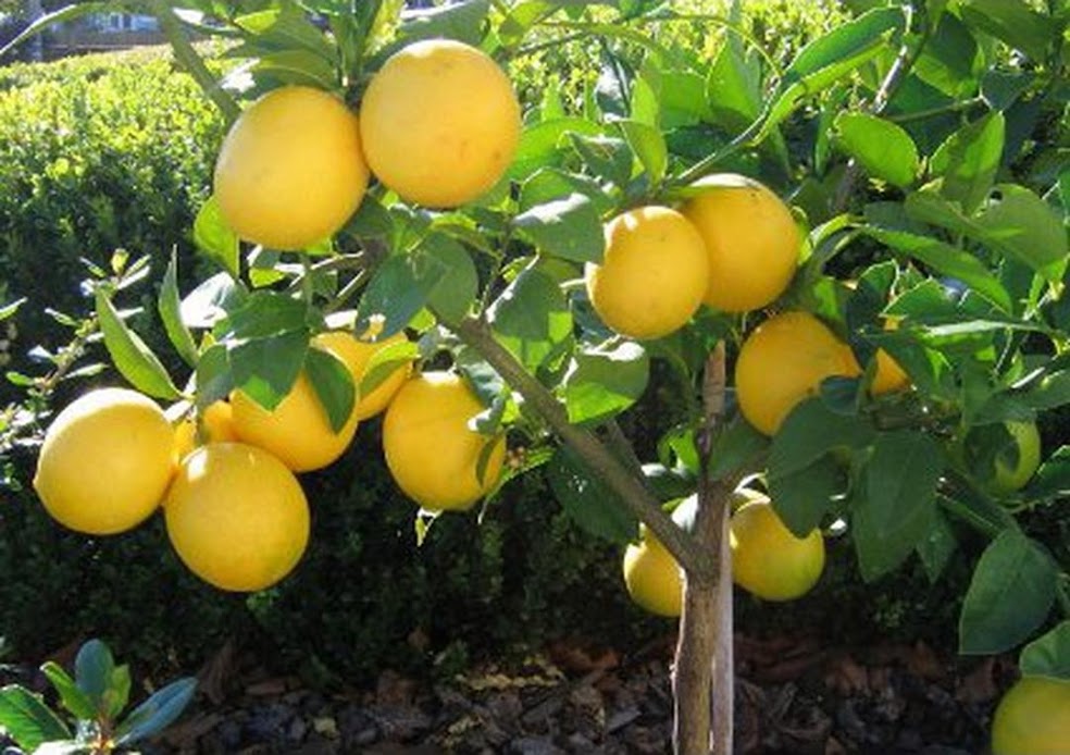 Gambar Produk amefurashi bibit benih seed buah jeruk lemon import Kota Administrasi Jakarta Timur