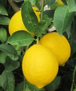 amefurashi bibit benih seed buah jeruk lemon import Tanjungbalai