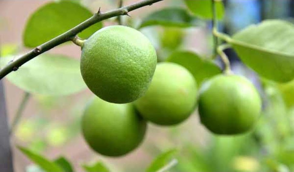 Gambar Produk amefurashi bibit benih seed buah jeruk nipis cegah kanker dengan jeruk nipis Batu