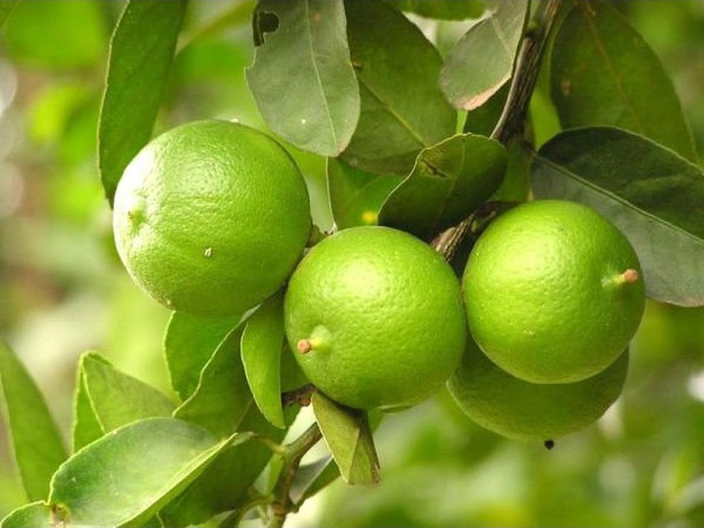 Gambar Produk amefurashi bibit benih seed buah jeruk nipis cegah kanker dengan jeruk nipis Jawa Barat