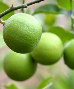 amefurashi bibit benih seed buah jeruk nipis cegah kanker dengan jeruk nipis Jawa Timur