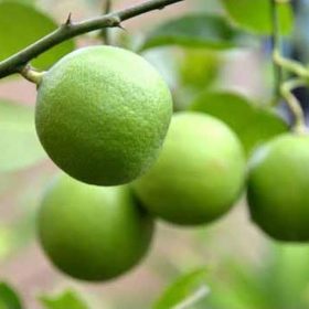 amefurashi bibit benih seed buah jeruk nipis cegah kanker dengan jeruk nipis Jawa Timur