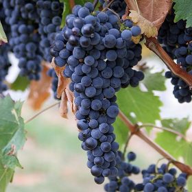 amefurashi bibit benih seeds buah anggur import wine grave cocok untuk berbagai macam minuman Maluku
