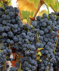 amefurashi bibit benih seeds buah anggur import wine grave cocok untuk berbagai macam minuman Tebingtinggi