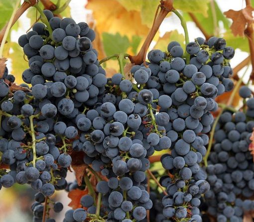 amefurashi bibit benih seeds buah anggur import wine grave cocok untuk berbagai macam minuman Tebingtinggi