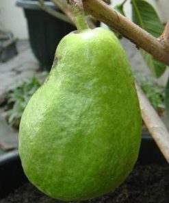 amefurashi bibit benih seeds buah jambu biji alpukat unik Sumatra Utara