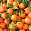 amefurashi bibit benih seeds buah jeruk mandarin ponkam manis orange fruit Bengkulu