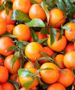 amefurashi bibit benih seeds buah jeruk mandarin ponkam manis orange fruit Bengkulu