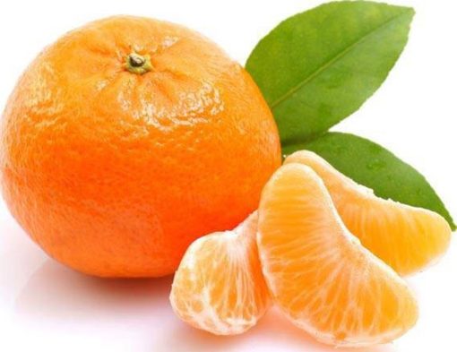 amefurashi bibit benih seeds buah jeruk mandarin ponkam manis orange fruit Lampung