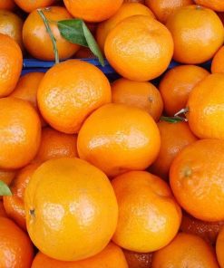 amefurashi bibit benih seeds buah jeruk santang manis Pariaman