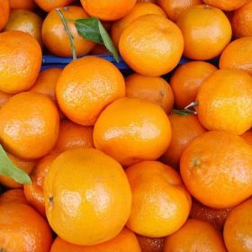 amefurashi bibit benih seeds buah jeruk santang manis Pariaman