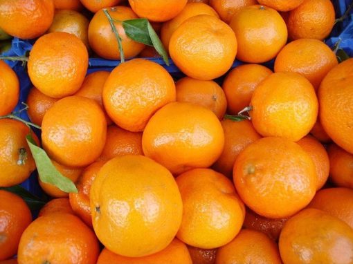 amefurashi bibit benih seeds buah jeruk santang manis Pariaman