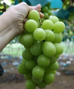 anggur sultan korea dan jepang bibit tanaman buah anggur import shine muschat Sumatra Utara