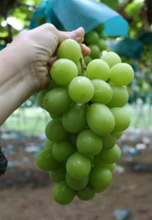 anggur sultan korea dan jepang bibit tanaman buah anggur import shine muschat Sumatra Utara