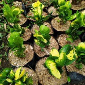 apel puring kuning puring telur tanaman hias Jawa Barat