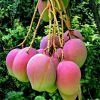 asli bibit australian king purple mango Ternate