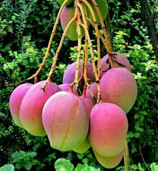 asli bibit australian king purple mango Ternate