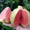 asli bibit jambu sukun merah non biji Cirebon