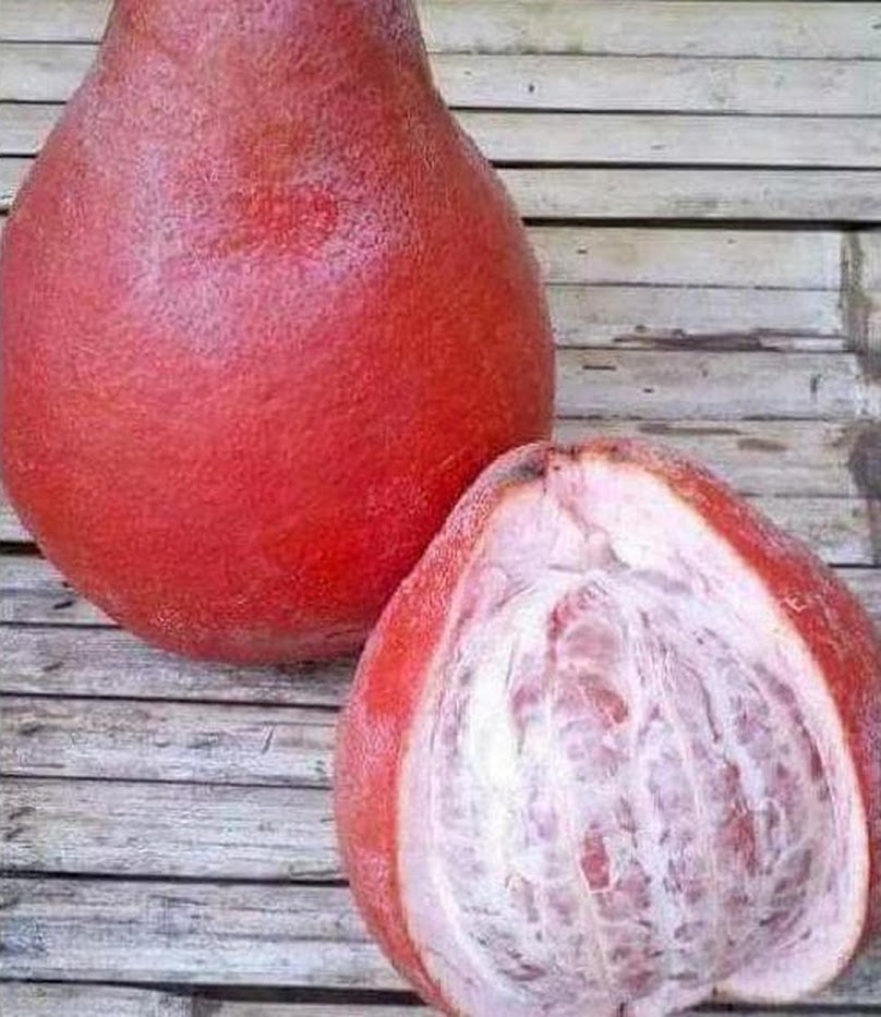 Gambar Produk asli bibit tanaman buah jeruk red pamelo thailand terbaik Jambi