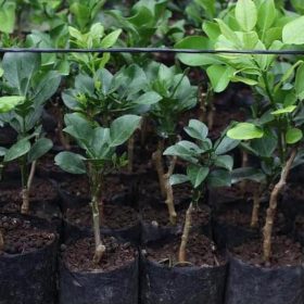 asli bibit tanaman buah jeruk red pamelo thailand terbaik Tebingtinggi