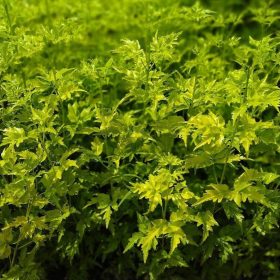 asli paket 3 bibit pohon kayu cendana ntt Jakarta