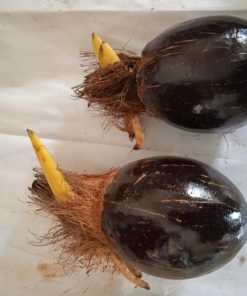 bahan bonsai kelapa gading kuning Cirebon