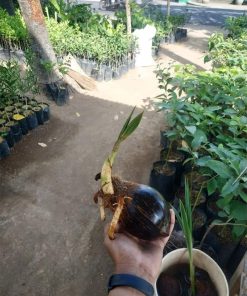 bahan bonsai kelapa minion tanpa daun tapi sudah berakar Makassar
