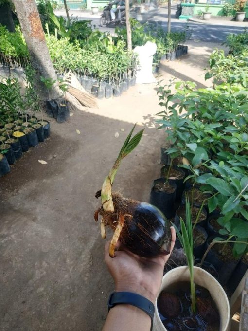 bahan bonsai kelapa minion tanpa daun tapi sudah berakar Makassar