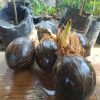 bahan bonsai kelapa minion tanpa daun tapi sudah berakar Pariaman