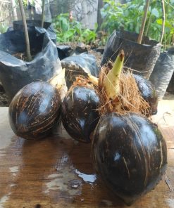 bahan bonsai kelapa minion tanpa daun tapi sudah berakar Pariaman
