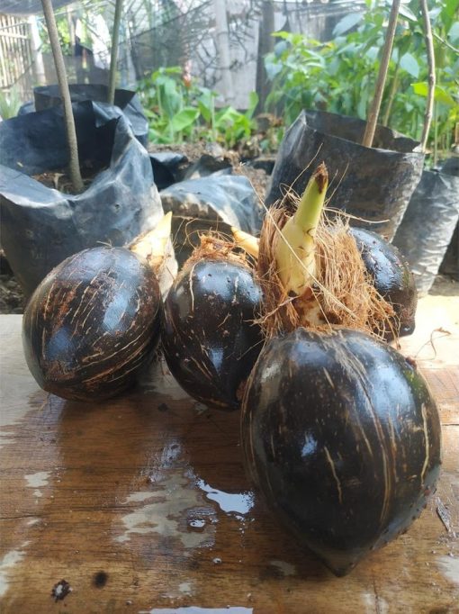 bahan bonsai kelapa minion tanpa daun tapi sudah berakar Pariaman