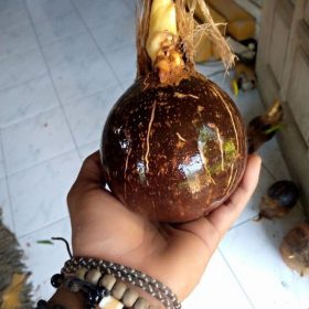 bahan bonsai kupasan halus Sumatra Utara