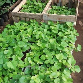 beli 2 gratis 1 bibit anggur merah manis Cirebon