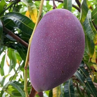 beli 2 gratis 1 bibit mangga irwin ungu okulasi Jambi