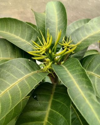 beli 2 gratis 1 bibit mangga kiojay okulasi genjah Mojokerto