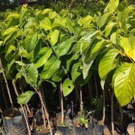 beli 2 gratis 1 bibit srikaya jumbo okulasi genjah Cirebon