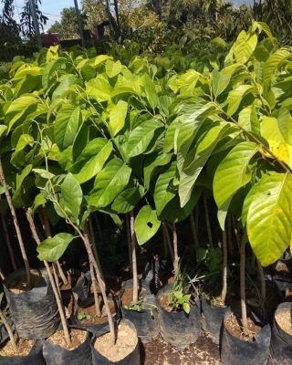 beli 2 gratis 1 bibit srikaya jumbo okulasi genjah Cirebon