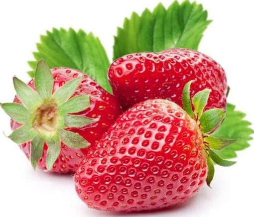 beli 2 gratis 1 bibit unggul bibit buah strawberry holland Surakarta