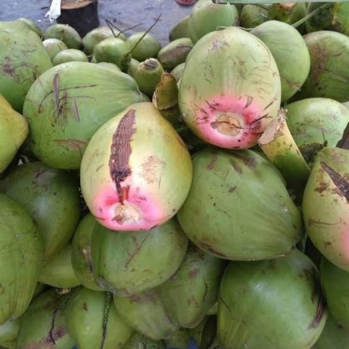 beli 3 gratis 2 bibit kelapa wulung murah Kalimantan Barat