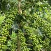 benih kopi robusta unggul robusta coffe seed Banten