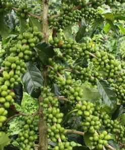 benih kopi robusta unggul robusta coffe seed Banten