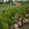 berbagai jenis bibit kelapa Sungai Penuh