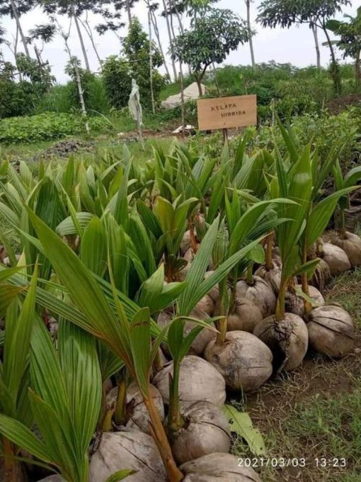 berbagai jenis bibit kelapa Sungai Penuh
