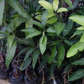 best bibit buah mangga kelapa unggul termurah Jambi