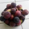 best bibit buah tin merah ungu red libya termurah Jakarta
