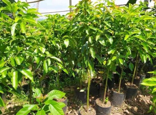 Bibit Alpukat Aligator Batang Besar Siap Buah Empat Lawang