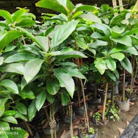 Bibit Alpukat Aligator Cimahi