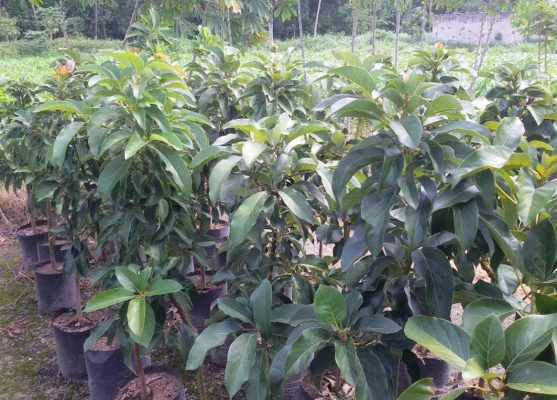 Bibit Alpukat Aligator Jumbo Pohon Buah Cepat Berbuah Super Banyuwangi