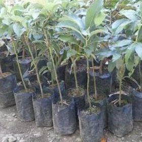 Bibit Alpukat Aligator Jumbo Produk Unggulan Asli Pear Unggul, Buah Dan Super Lezat Rembang